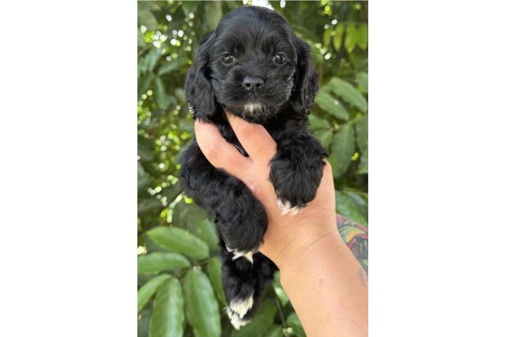 Cocker spaniel americano Puerto Rico