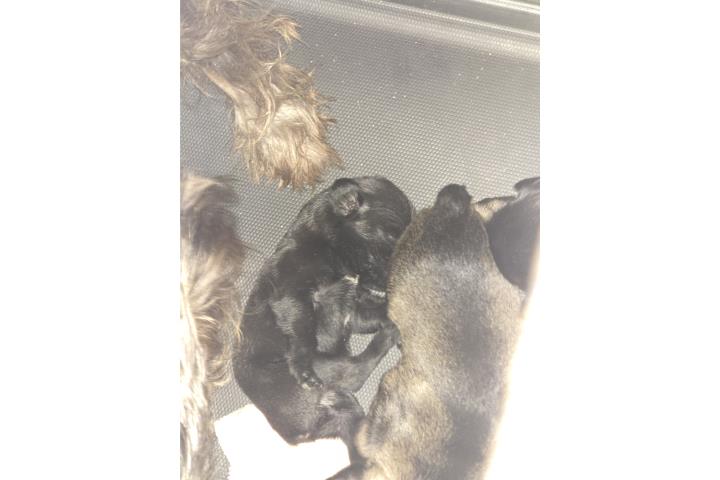 Venta  Schnauser Babies  Puerto Rico