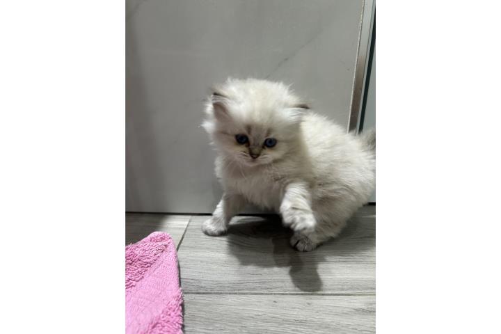 Gatos Scottish straight ear Puerto Rico