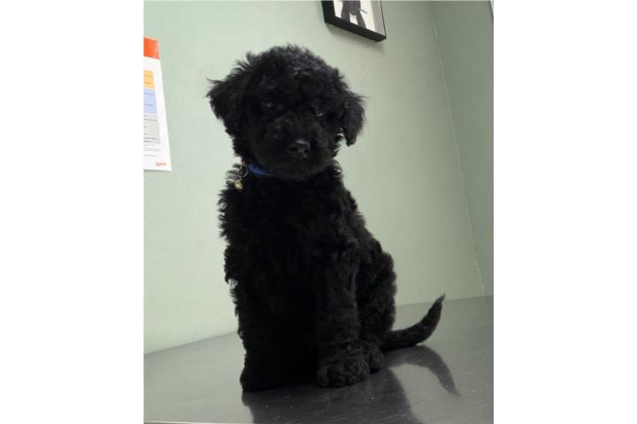 Standard poodles  Puerto Rico