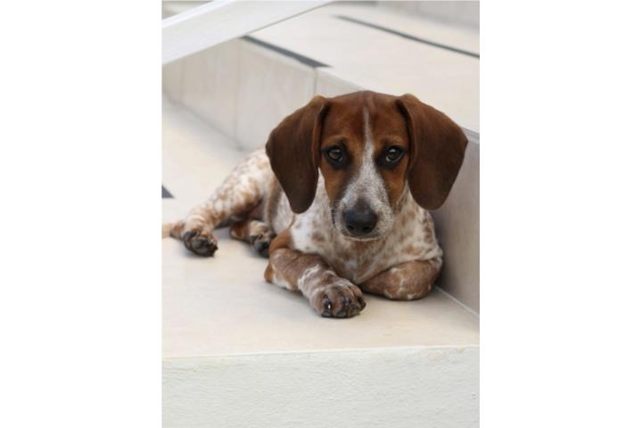 Se vende perro Salchicha  Puerto Rico