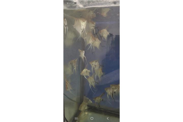 Peces ángeles  Puerto Rico