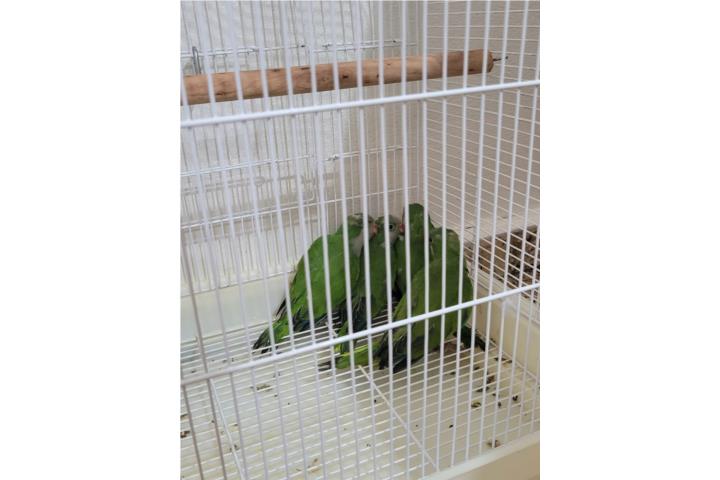 Bebés de Cotorra Quaker Verdes  Puerto Rico