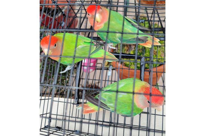 Lovebird  Puerto Rico