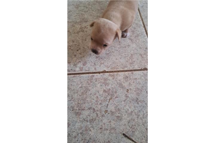 Chihuahua  Puerto Rico