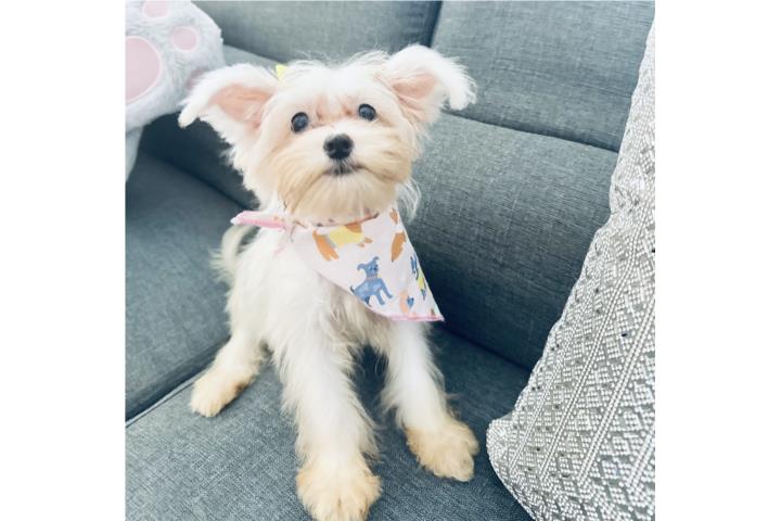 Maltese nena  Puerto Rico