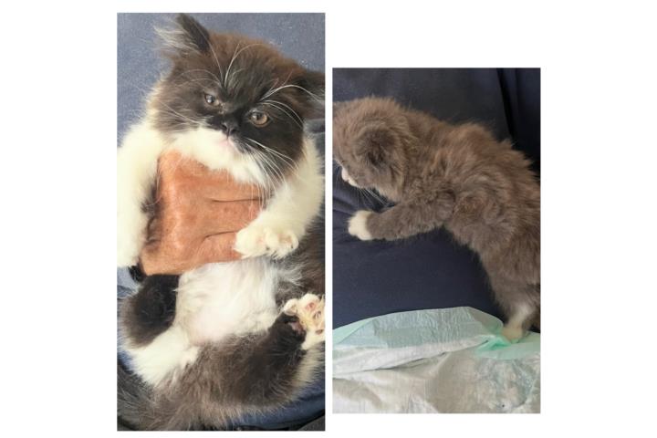 Gatitos Persas Puros  Puerto Rico