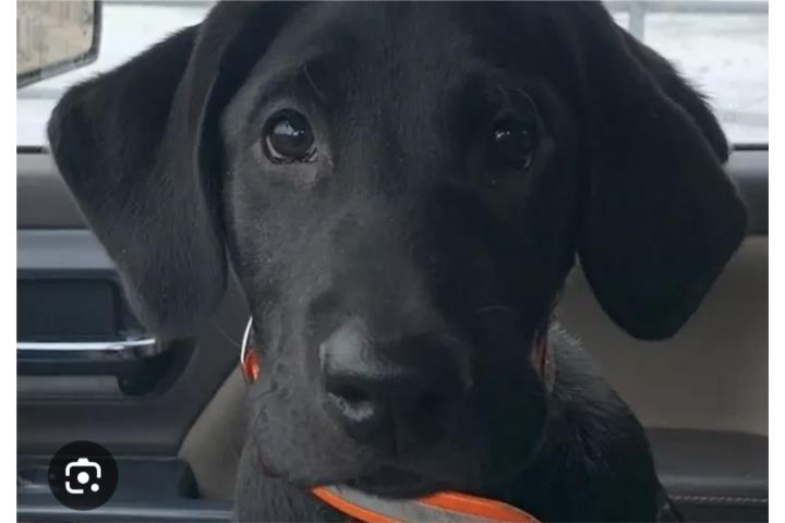 Labrador  Puerto Rico