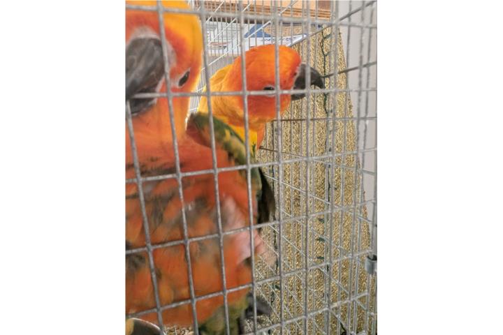 Pareja de Sun Conure adultos  Puerto Rico