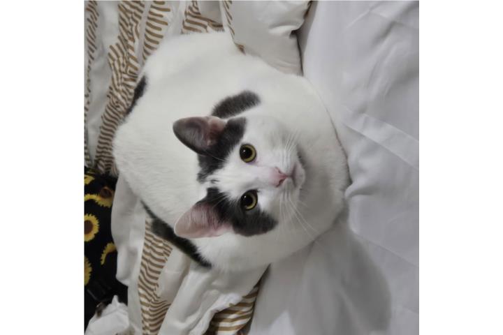 Gatito en adopción (urgente) Puerto Rico