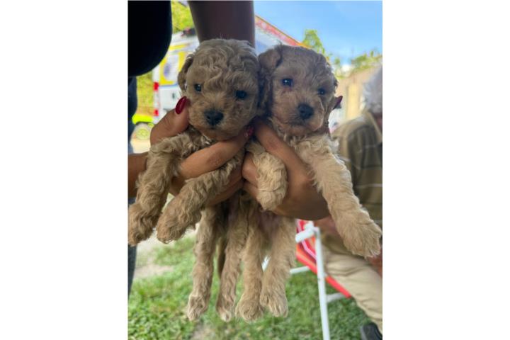 Mini Poodle Puerto Rico