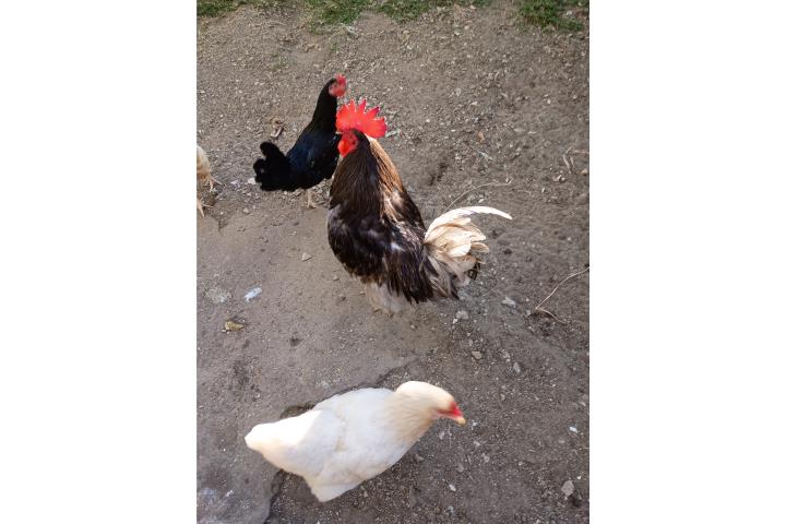 Gallo Zafiro  1 año  Puerto Rico