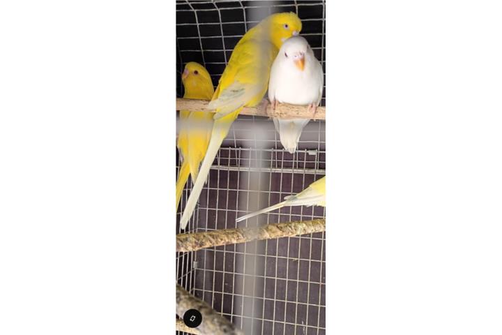 Pericos jóvenes  Puerto Rico