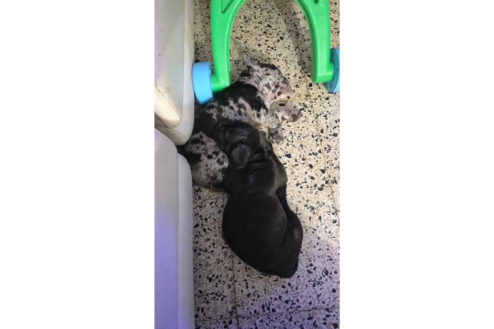 Hermosos french bulldog pitbull mix solo $400 Puerto Rico