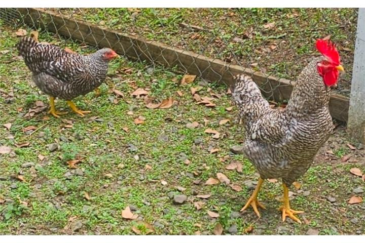 Gallinas bulicas Puerto Rico