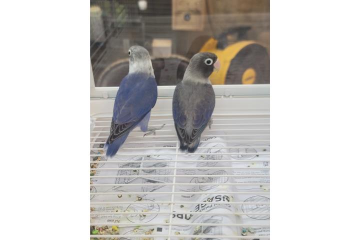 Pareja Lovebirds Personatas voiletas Puerto Rico