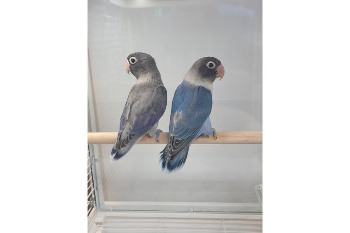 Pareja Lovebirds Personatas  Puerto Rico