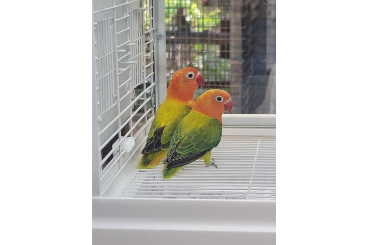 Lovebirds Verdes Opalinos