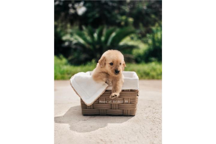 Golden Retriever  Puerto Rico