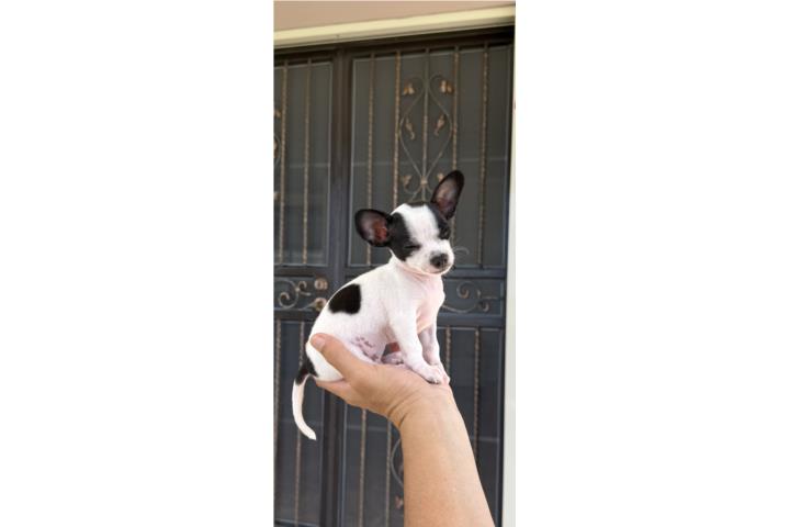 Chihuahua macho Puerto Rico