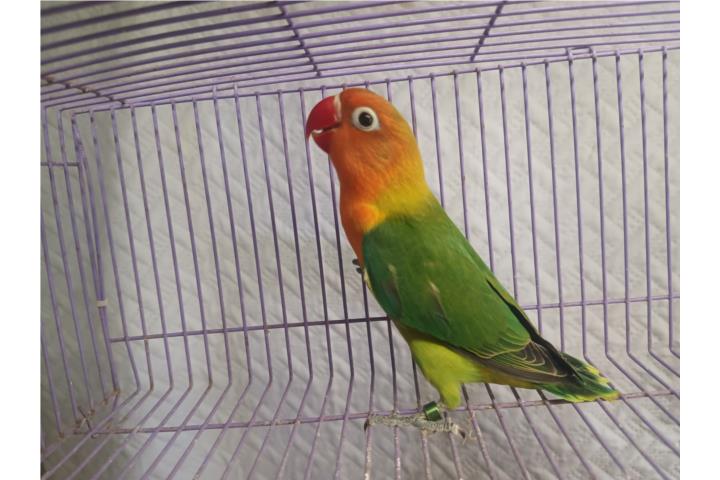 Lovebird  Puerto Rico