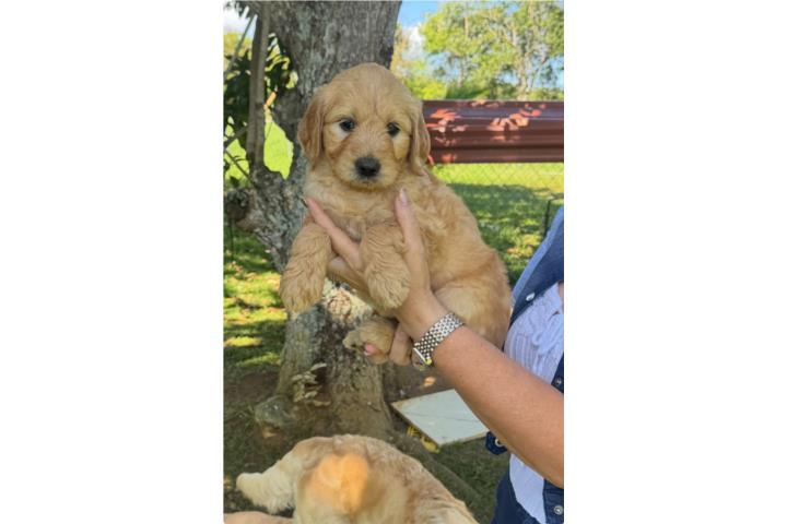 Bellos Goldendoodles de dos meses Puerto Rico