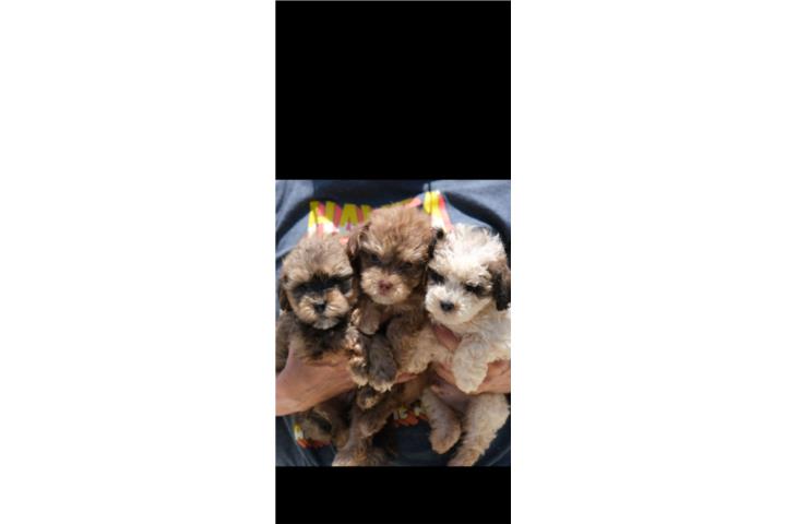 Shih poo Puerto Rico