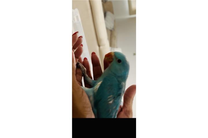 Ringneck  Puerto Rico