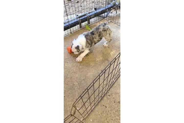 English Bulldog Blue Merle  Puerto Rico