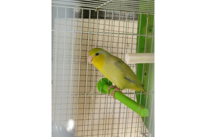 Cotorrita enana nene joven  Puerto Rico