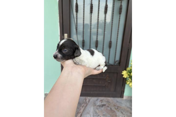 Dachshund (salchicha) machos long hair  Puerto Rico