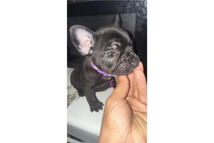 French bulldog negro hembra 2500 Puerto Rico