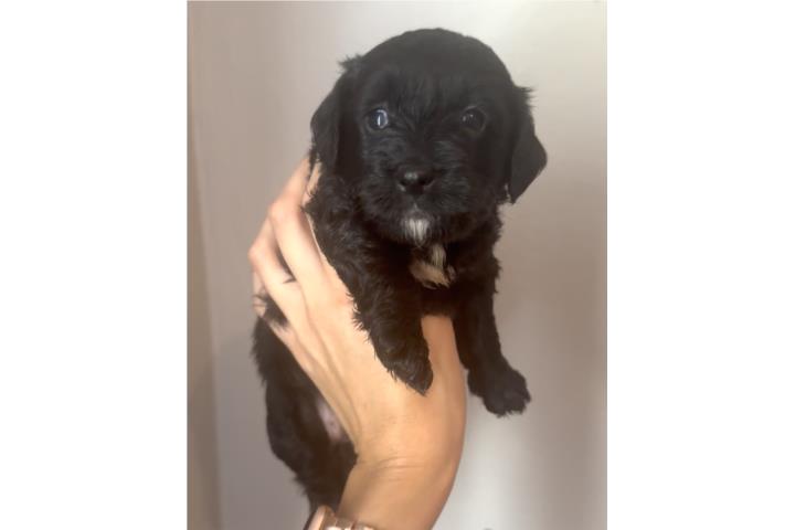 Hembra Bernedoodle(papa Toy poodle,mama berne Puerto Rico