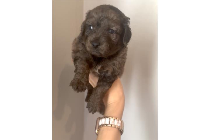 Hembra Bernedoodle(papa Toy poodle,mama berne Puerto Rico