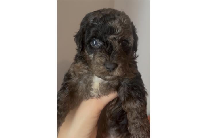 Hembra Bernedoodle(papa Toy poodle,mama berne Puerto Rico