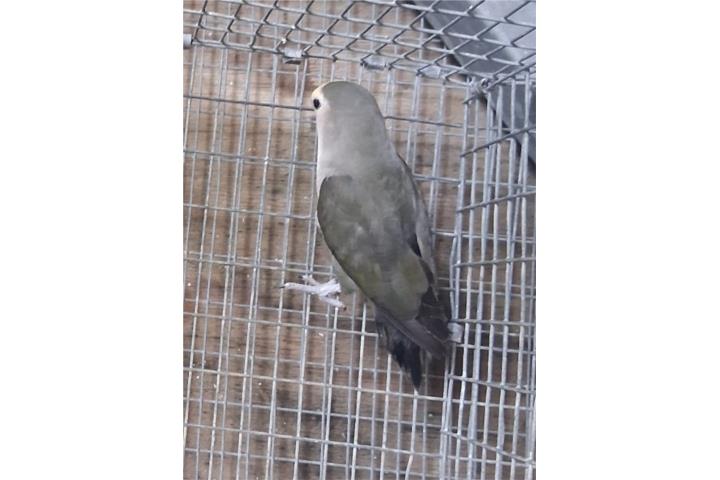 Lovebir hembra mauve Puerto Rico