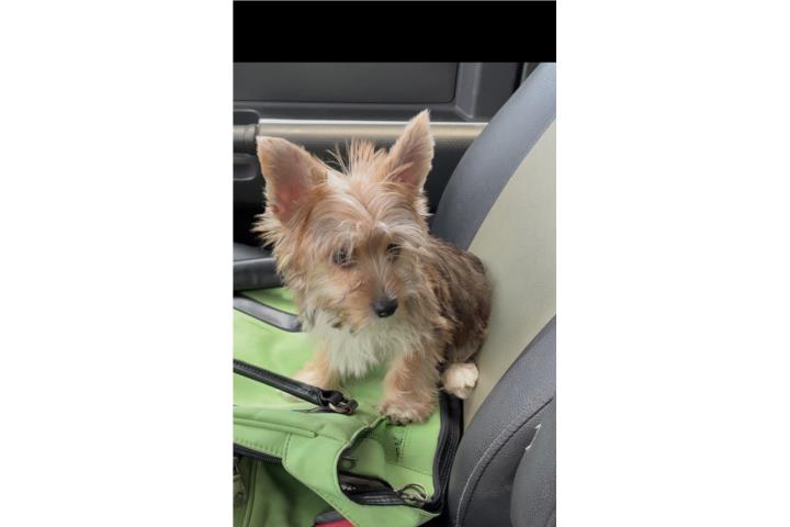 Yorky Partycolor  Puerto Rico