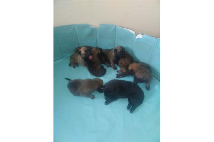 Belga malinois  Puerto Rico