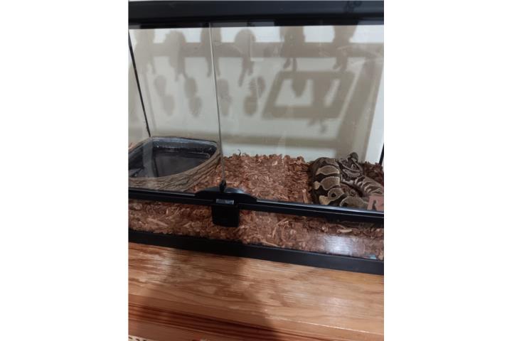 Culebra Ball Python Yellow Belly Hembra Puerto Rico