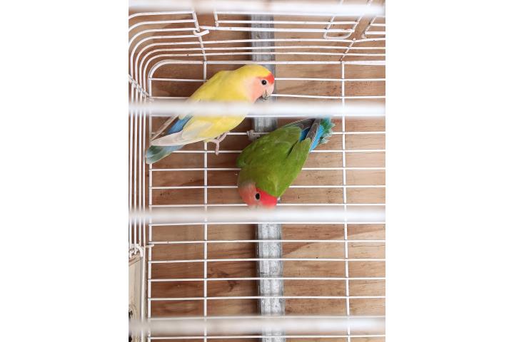 Love bird Puerto Rico