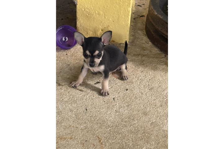 Chihuahua machito  Puerto Rico