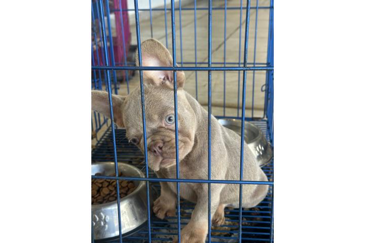 French bulldog frenchie exotico Puerto Rico