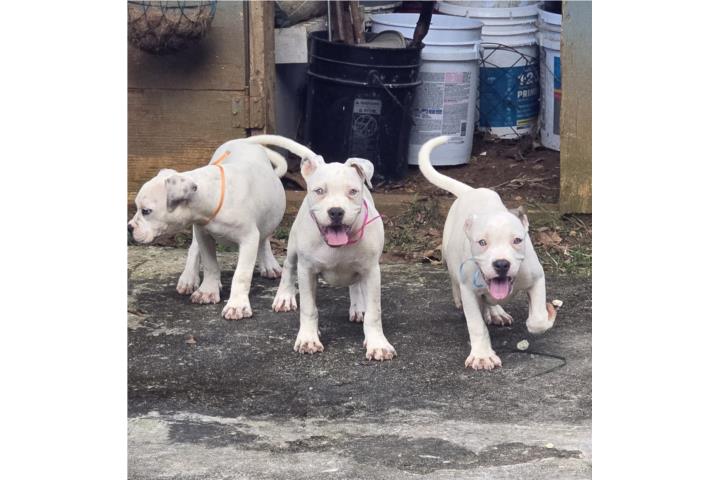 American Pitbull  Puerto Rico