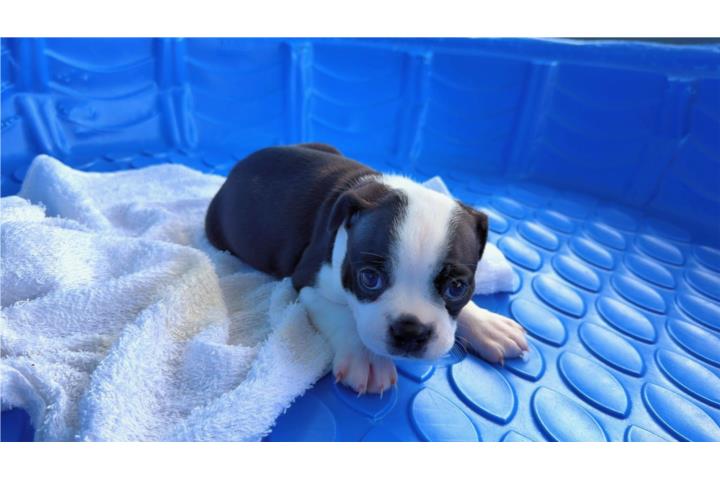 BOSTON TERRIER Puerto Rico