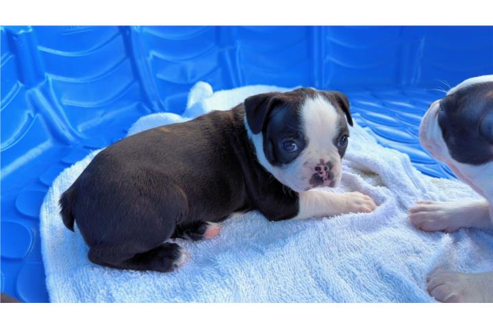 BOSTON TERRIER Puerto Rico