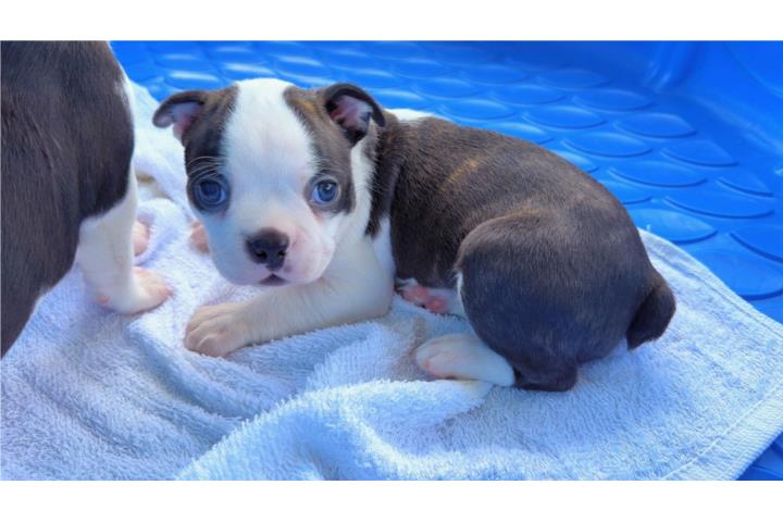 BOSTON TERRIER Puerto Rico