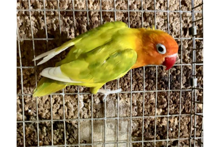 Lovebird macho anillado Puerto Rico