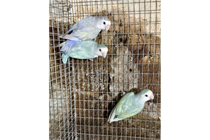 Lovebird silver Puerto Rico
