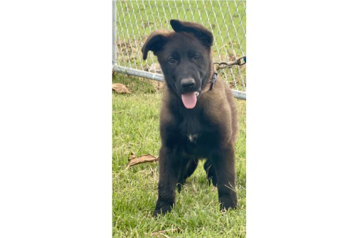 German Shepherd AKC Puerto Rico
