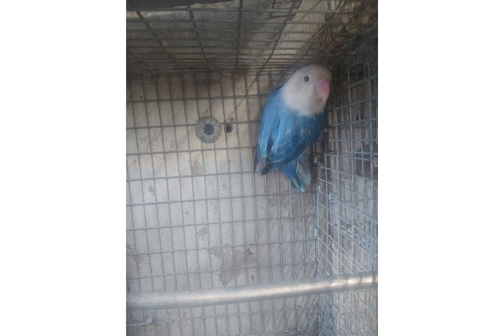 Hembra adulta  Puerto Rico